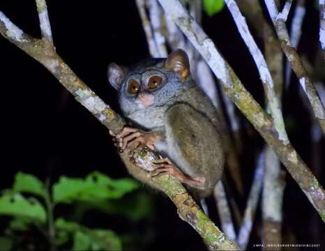 Image of Sangihe island tarsier