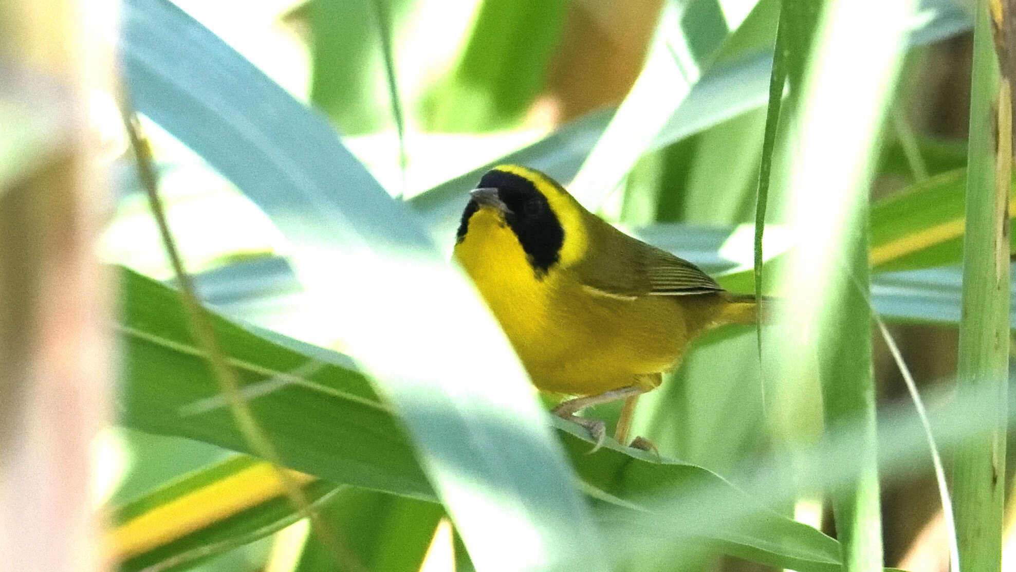 Image de Paruline à couronne jaune