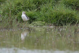 Image of Pied Stilt