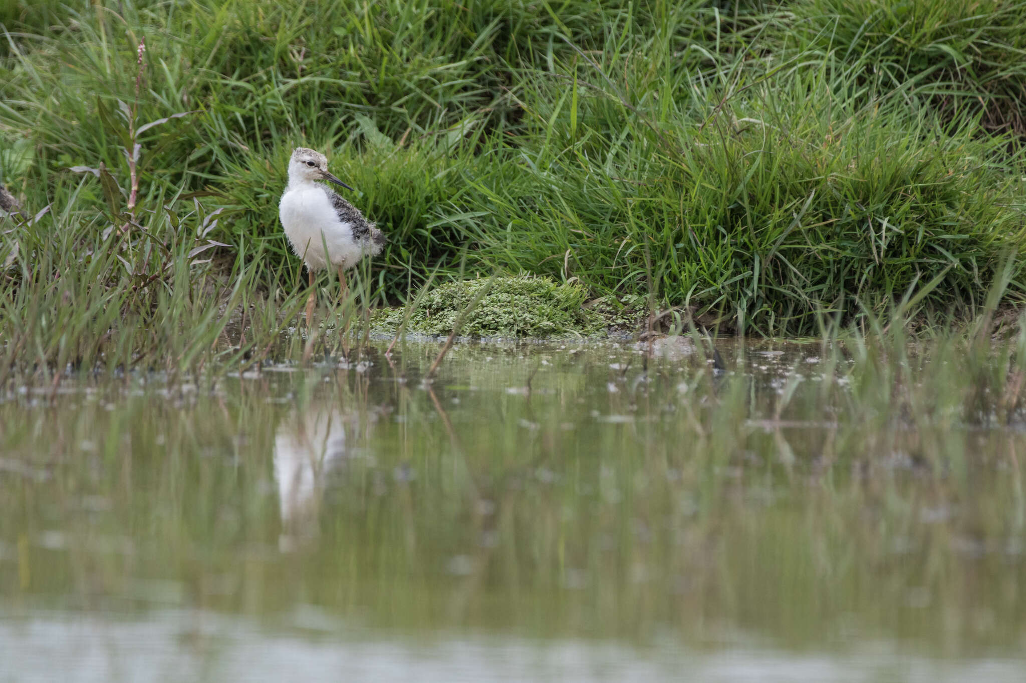 Image of Pied Stilt