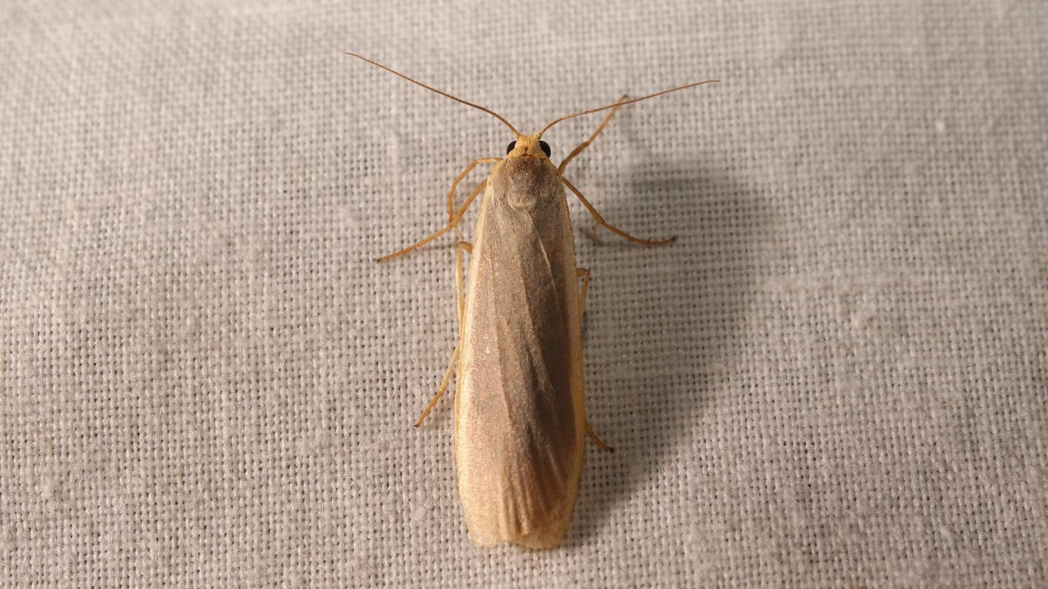 Image of common footman