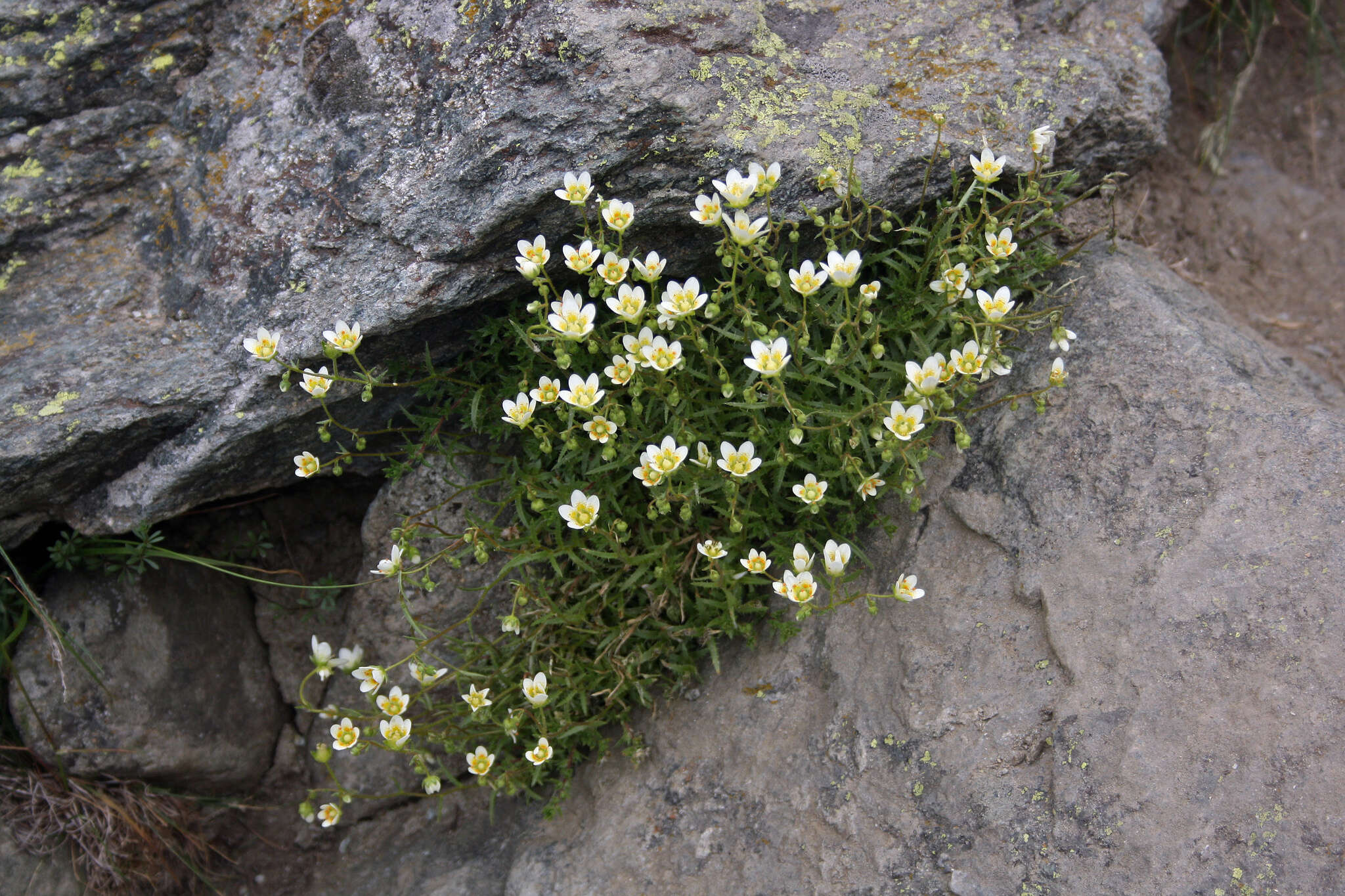 Imagem de Saxifraga aspera L.