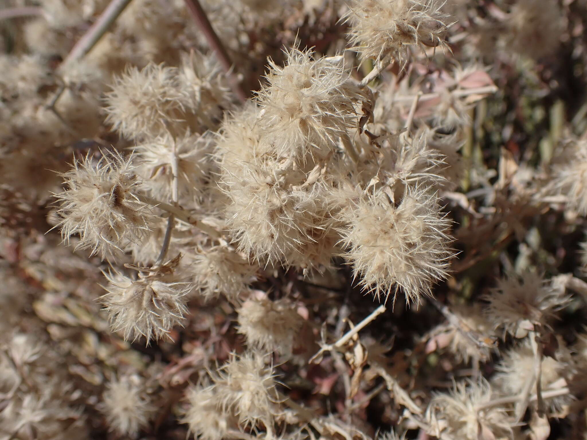 Imagem de Leucosphaera bainesii (Hook. fil.) Gilg