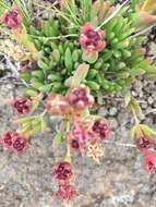 Image of Delosperma carterae L. Bol.