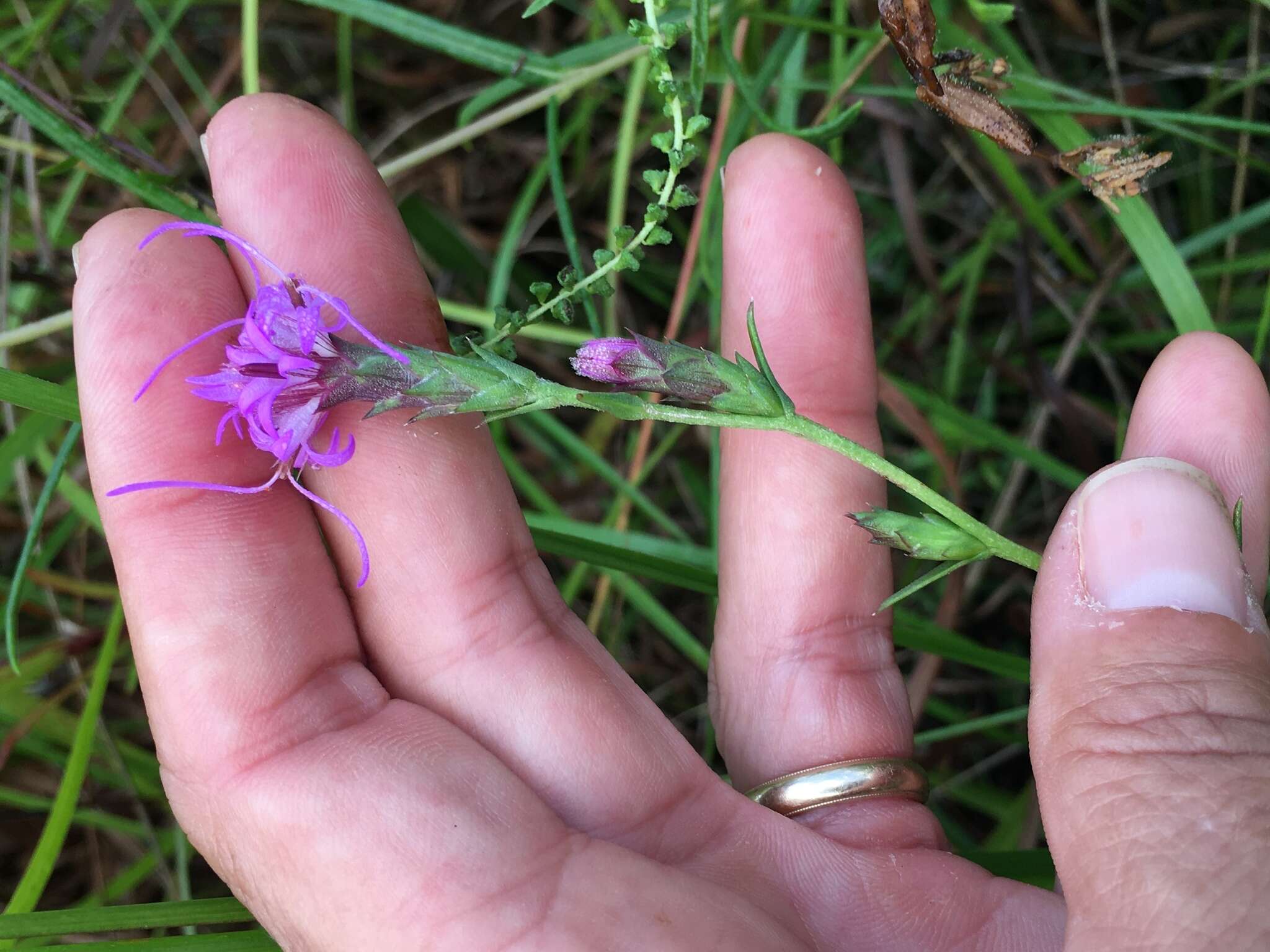 Слика од Liatris bracteata Gaiser