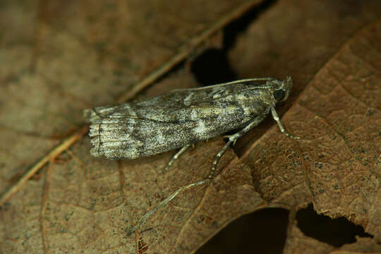 Image of Dioryctria mutatella Fuchs 1903