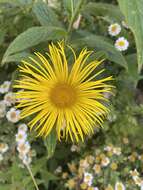 Image of Hooker's inula