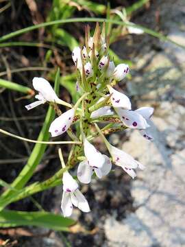 Imagem de Disa saxicola Schltr.