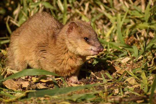 Kalın kuyruklu opossum resmi