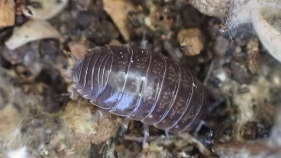 Image of Porcellio gallicus Dollfus 1904