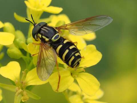 Image of Chrysotoxum elegans Loew 1841