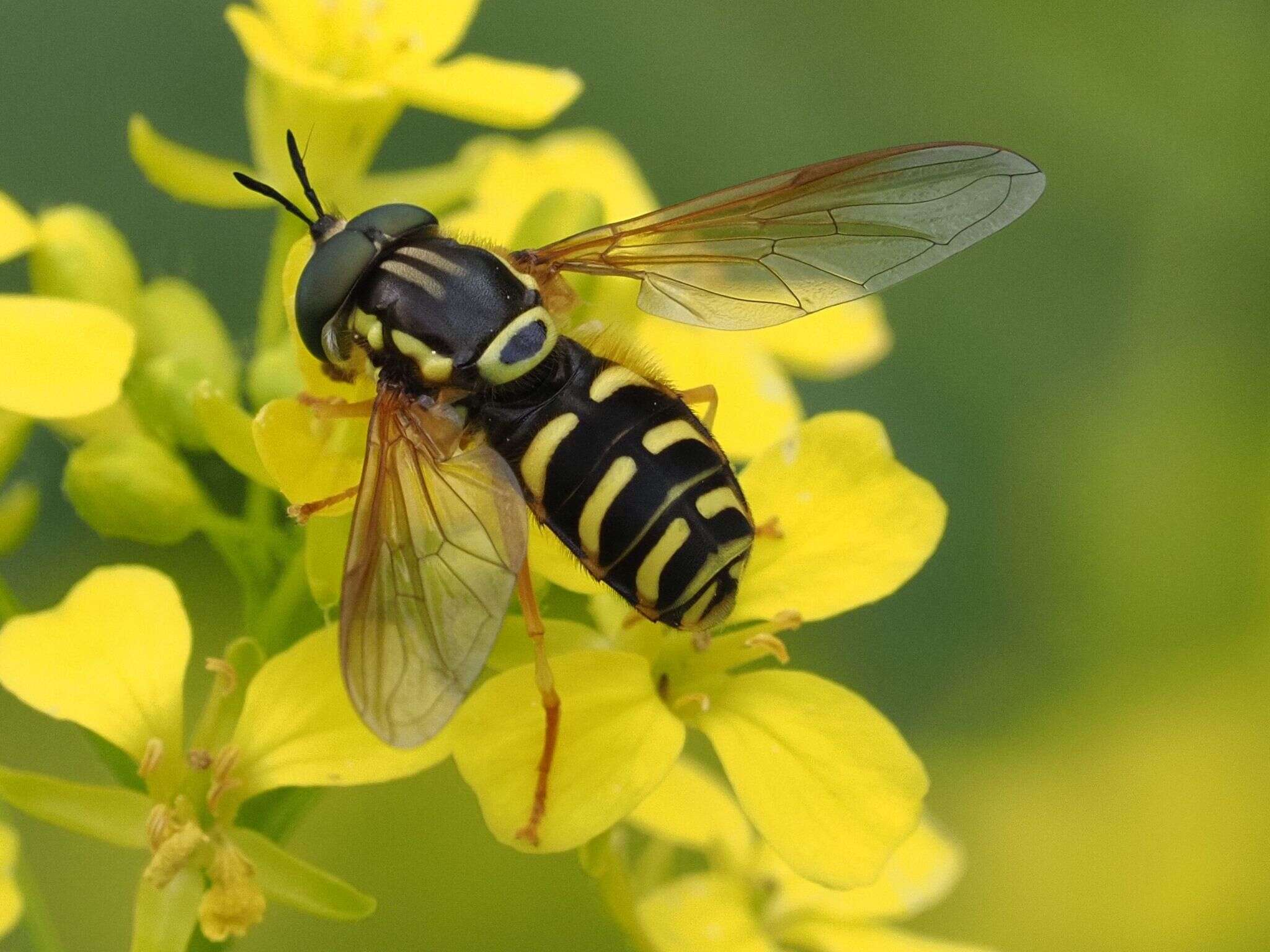 Image de Chrysotoxum elegans Loew 1841