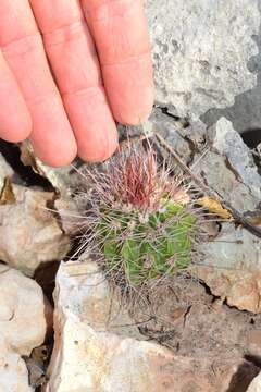 Image of Melocactus intortus subsp. domingensis Areces