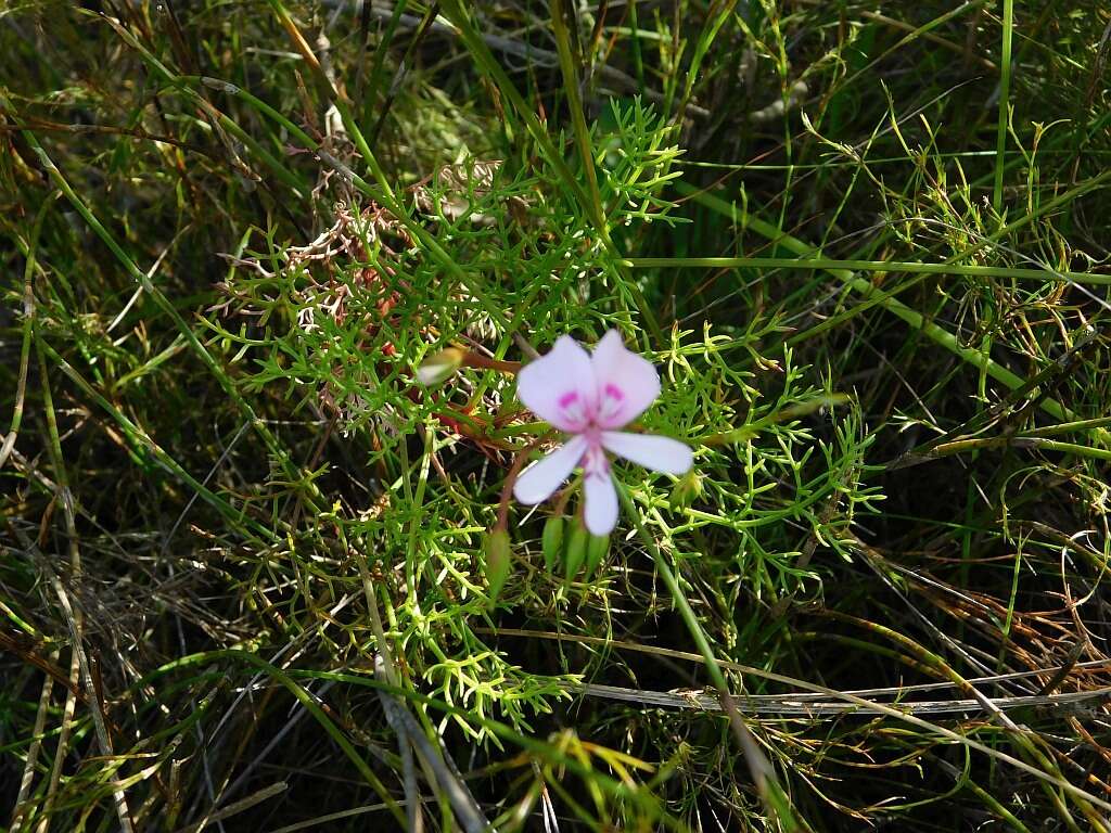 Image of Pelargonium divisifolium P. Vorster