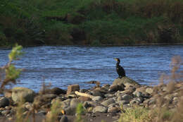 Phalacrocorax carbo novaehollandiae Stephens 1826的圖片