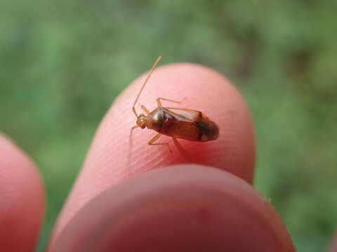 Image of Leaf bug