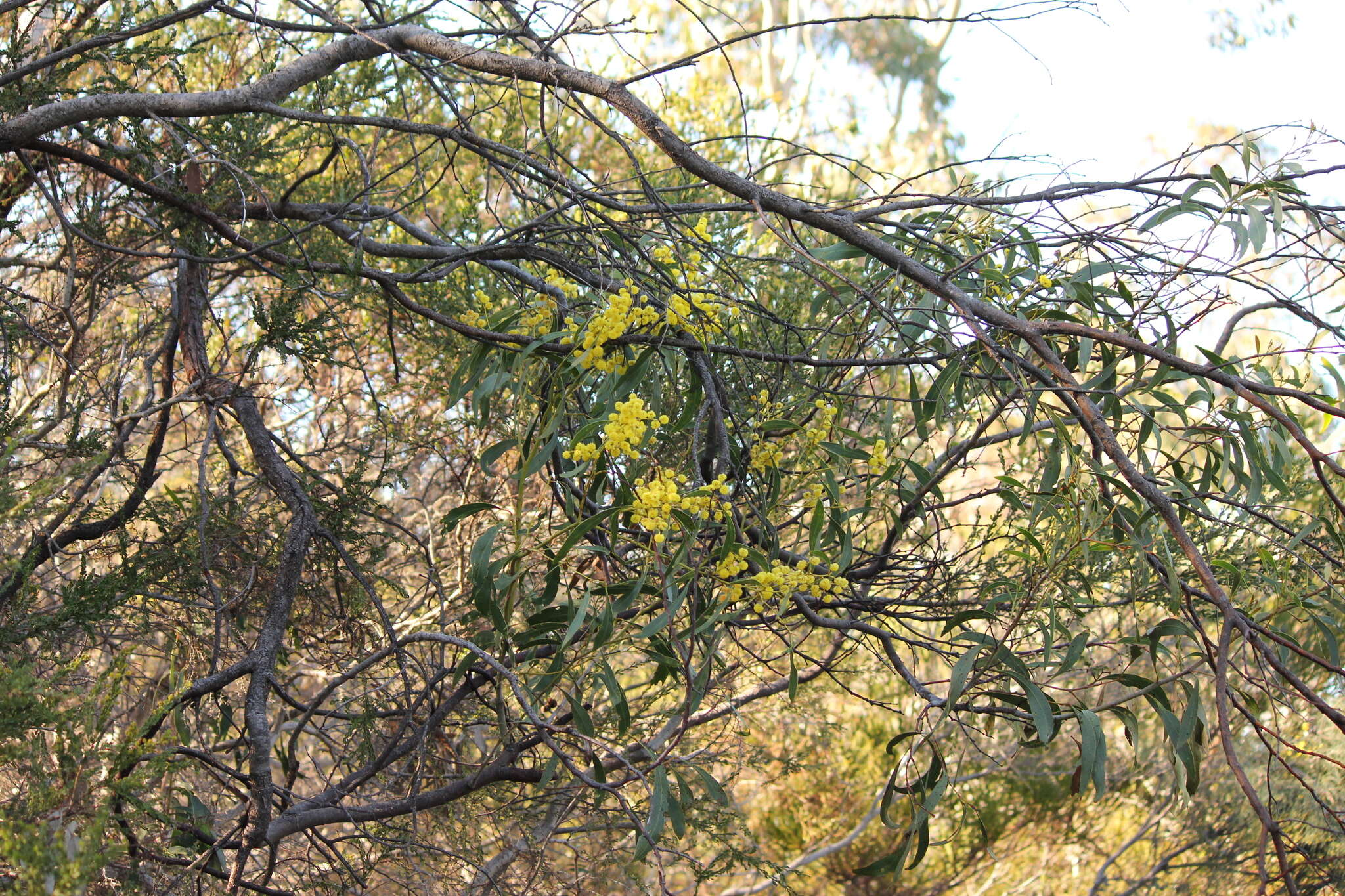 Sivun Acacia pycnantha Benth. kuva