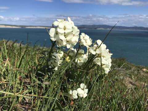 Image of Erysimum concinnum Eastw.