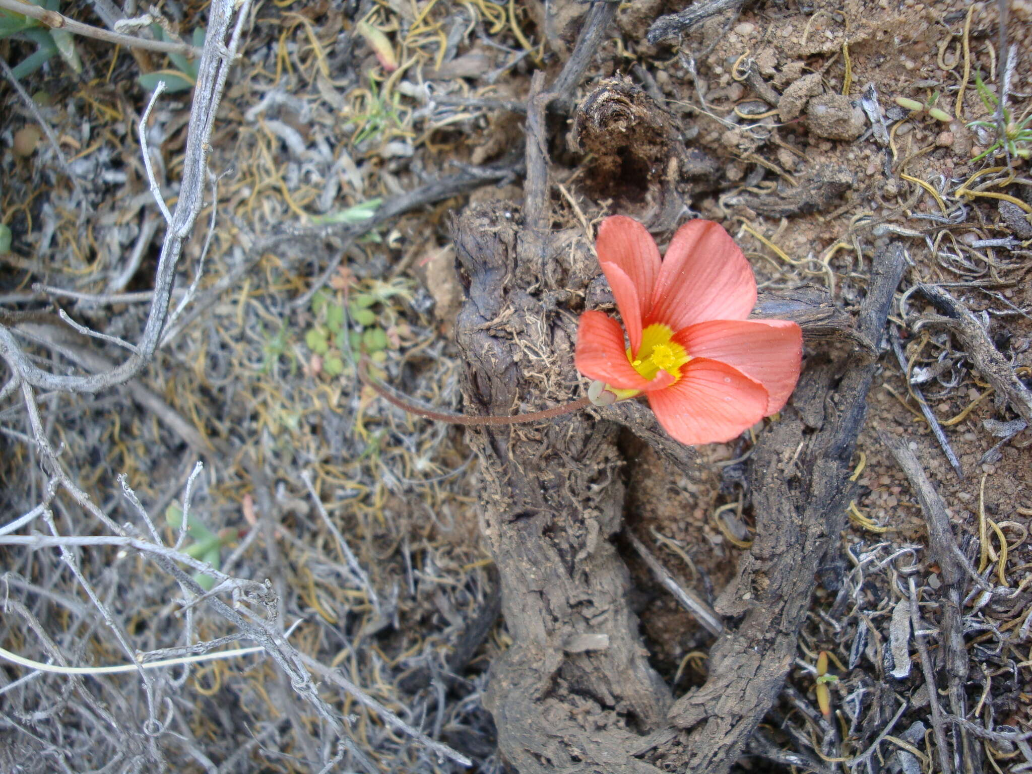 Sivun Oxalis inaequalis Weintroub kuva