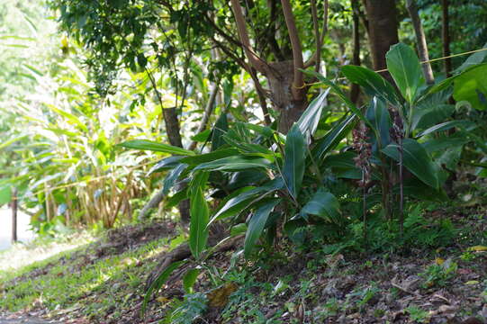 Image of Carrion orchid