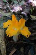 Image de Curcuma xanthella