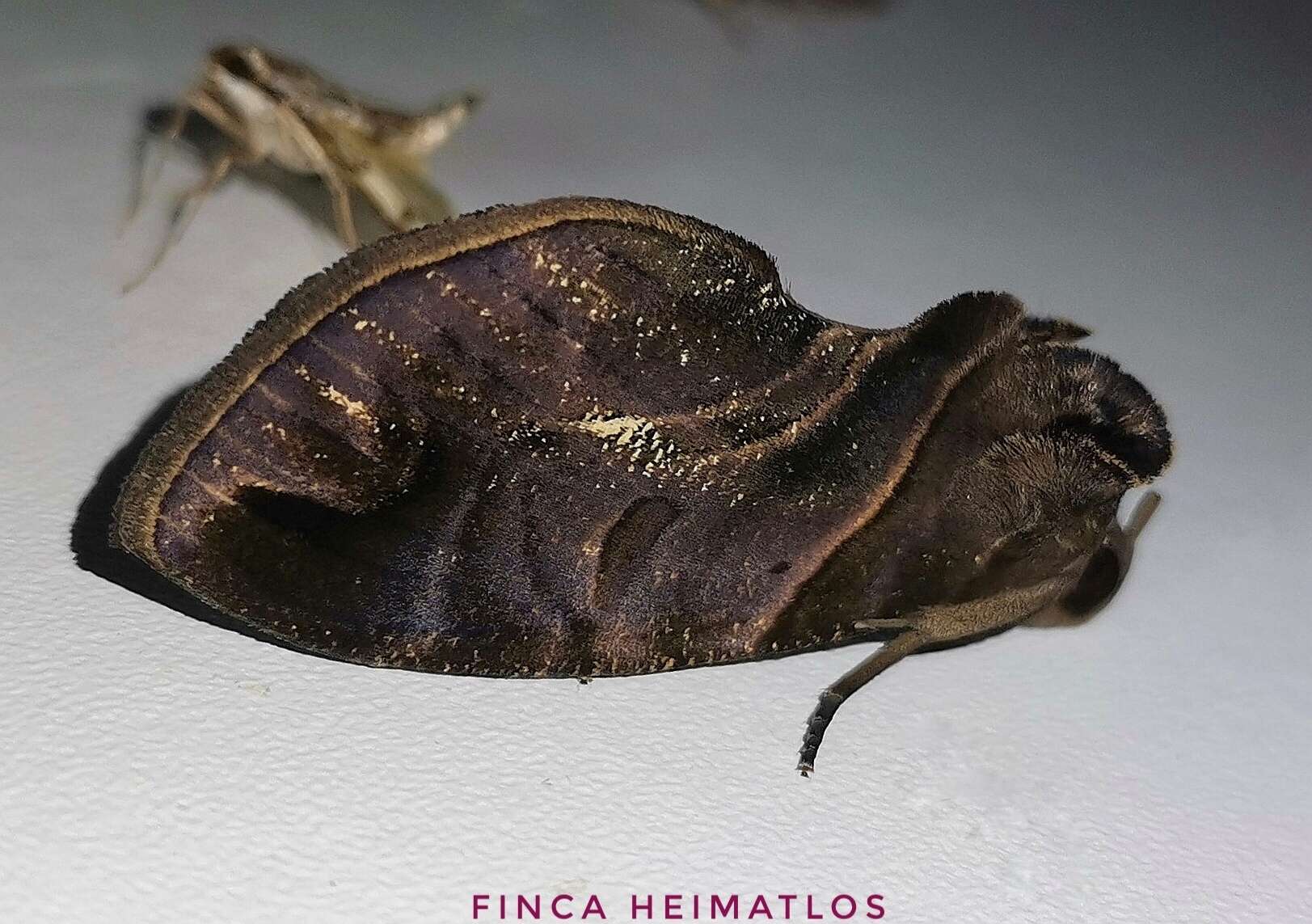 Image of Eudocima memorans