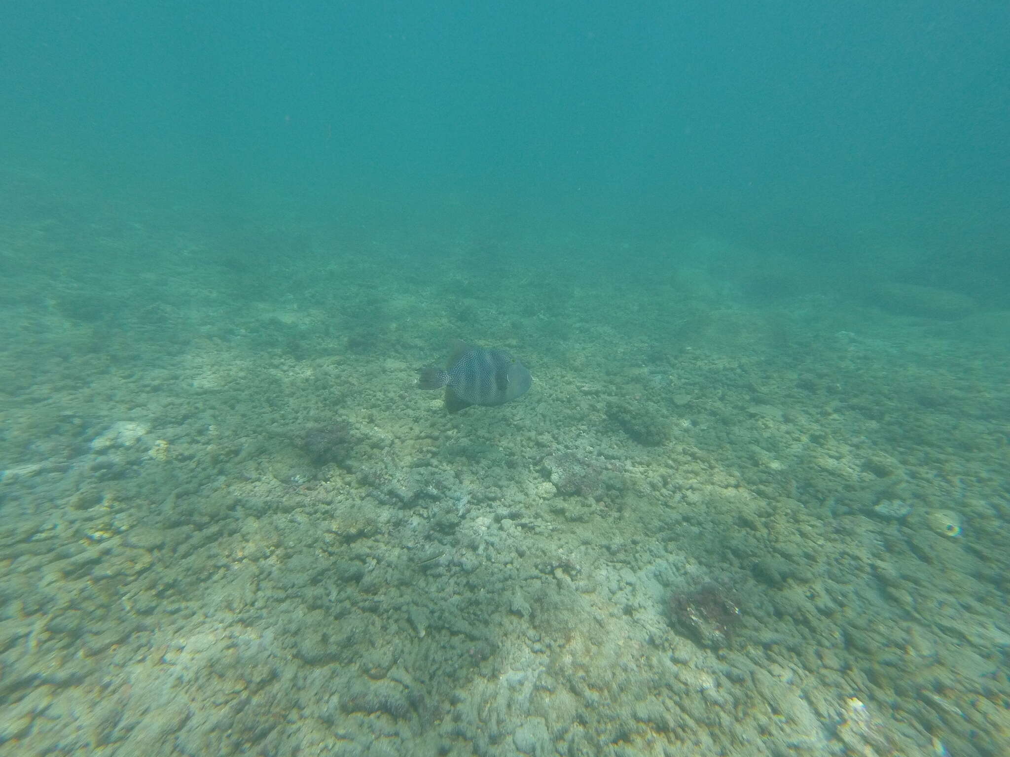 Image of Blunthead triggerfish