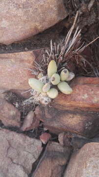 Image of Adromischus umbraticola C. A. Smith