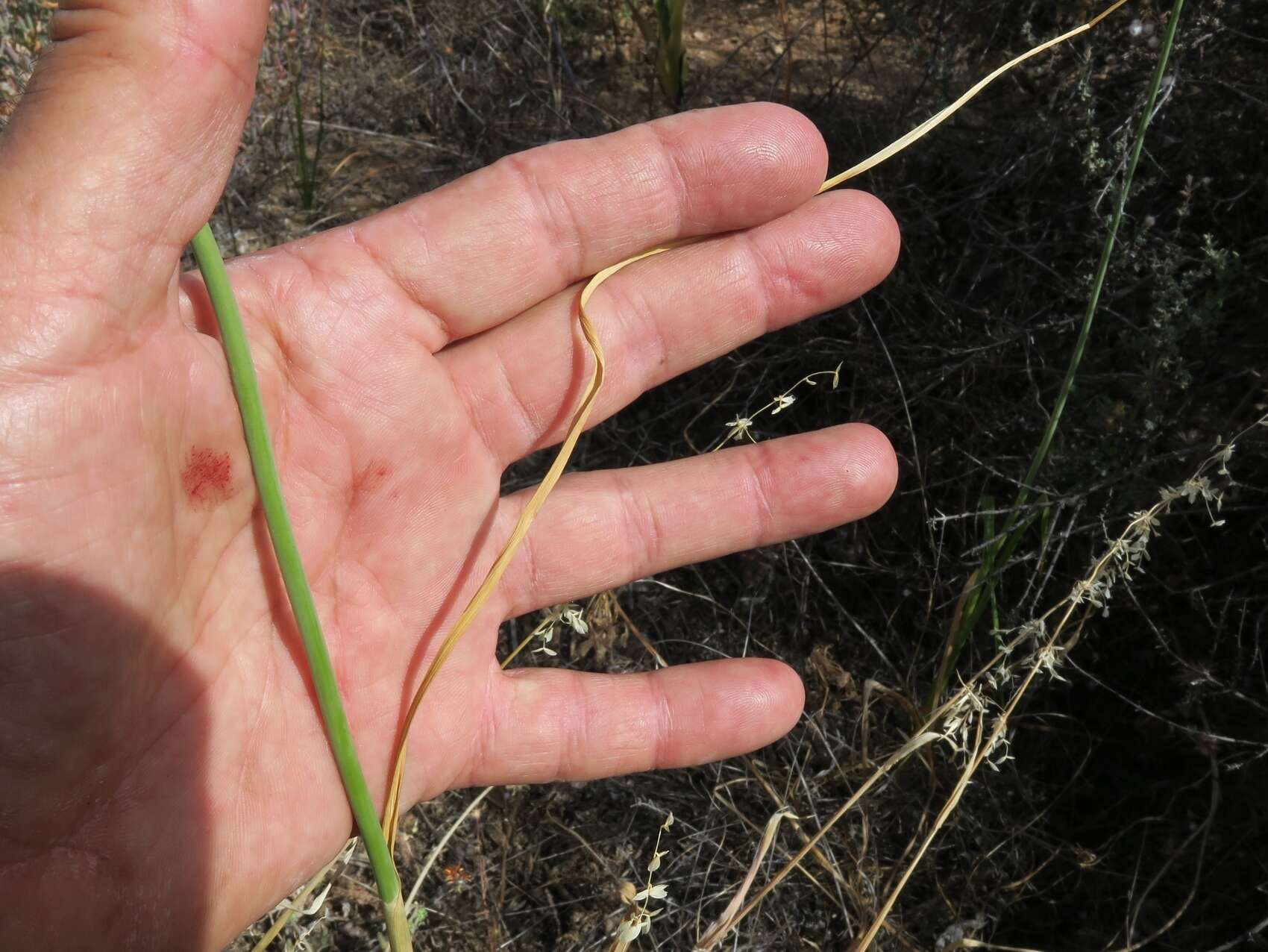 Image of Allium synnotii G. Don