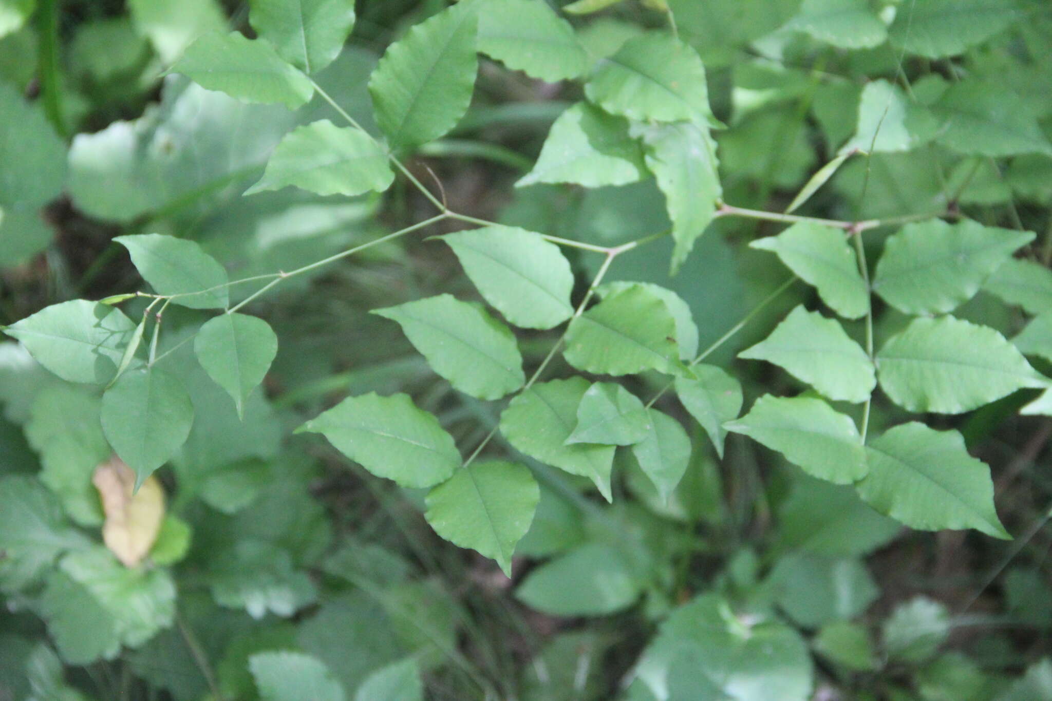 Слика од Vicia subrotunda (Maxim.) Czefr.