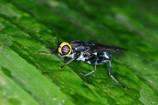 Image of Cyphomyia wiedemanni Gerstaecker 1857