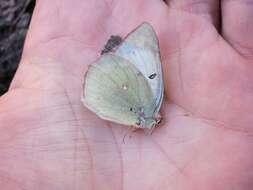 Image of Orange Sulphur