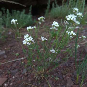 Image de Stevenia incarnata (Pall. ex DC.) Kamelin