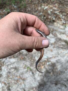 Plancia ëd Plestiodon egregius lividus Mount 1965