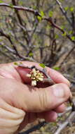 Image of Jatropha oaxacana J. Jiménez Ram. & R. Torres