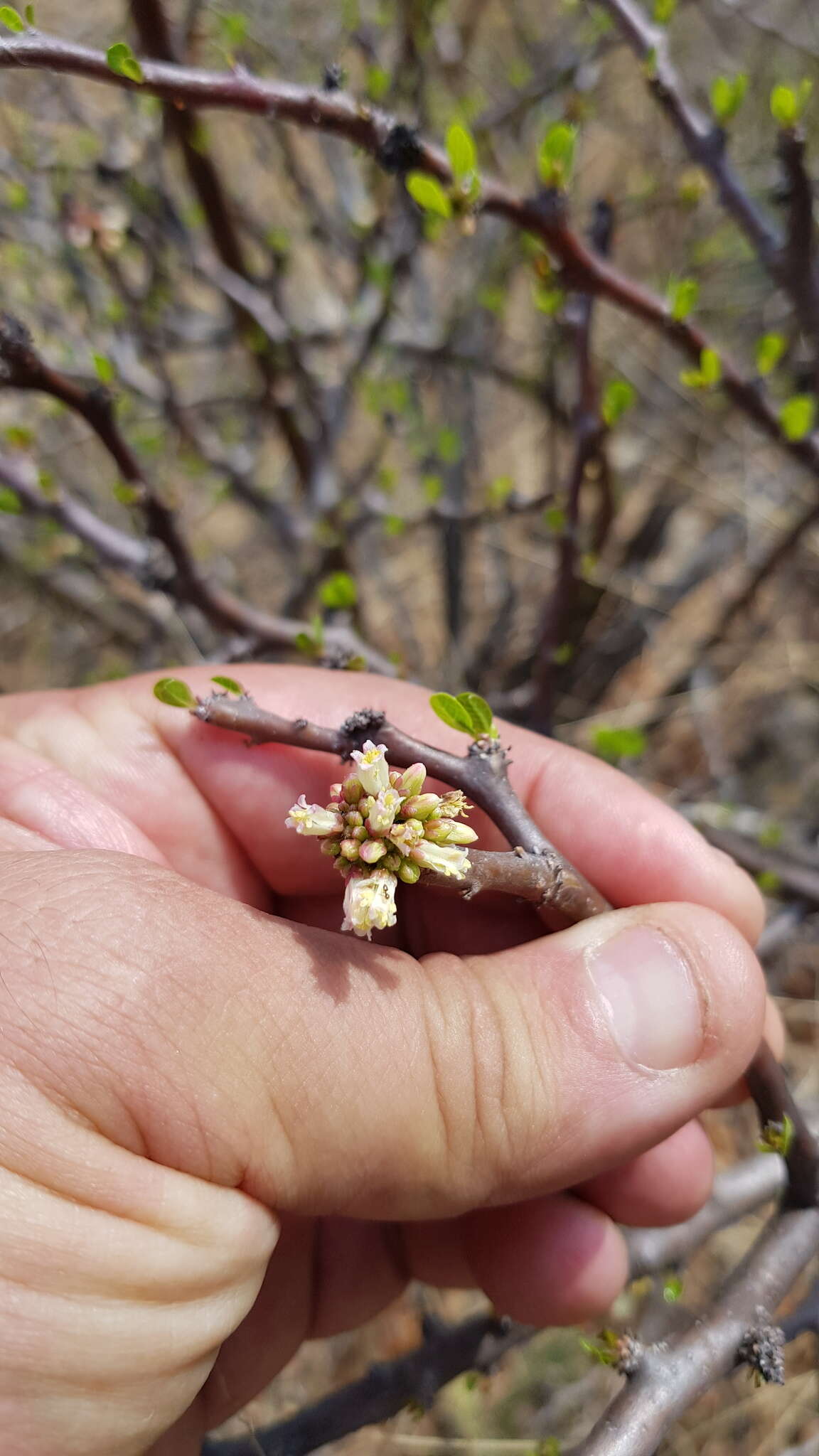 Image of Jatropha oaxacana J. Jiménez Ram. & R. Torres