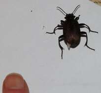 Imagem de Calosoma (Campalita) chlorostictum Dejean 1831