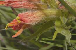 Image of Castilleja moranensis Kunth