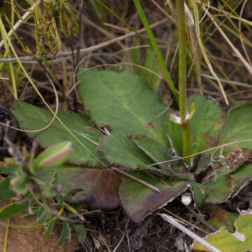 Image of Hermas ciliata L. fil.