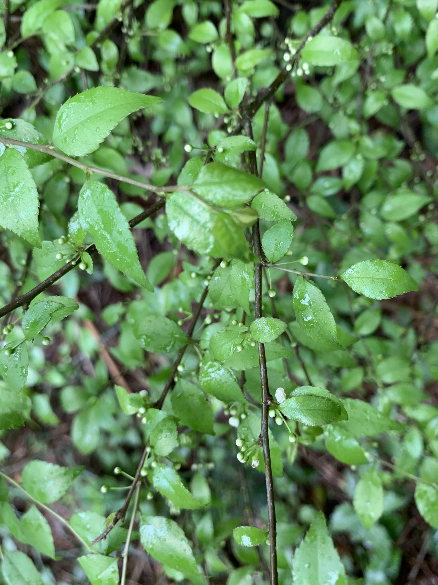 Image of Ilex asprella (Hook. & Arn.) Champ. ex Benth.