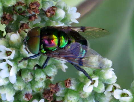 Image of Ornidia