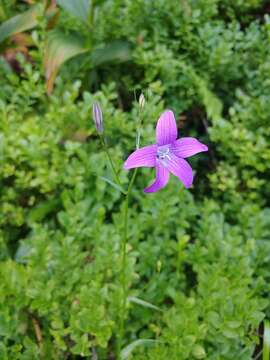 Image of Campanula patula subsp. abietina (Griseb. & Schenk) Simonk.