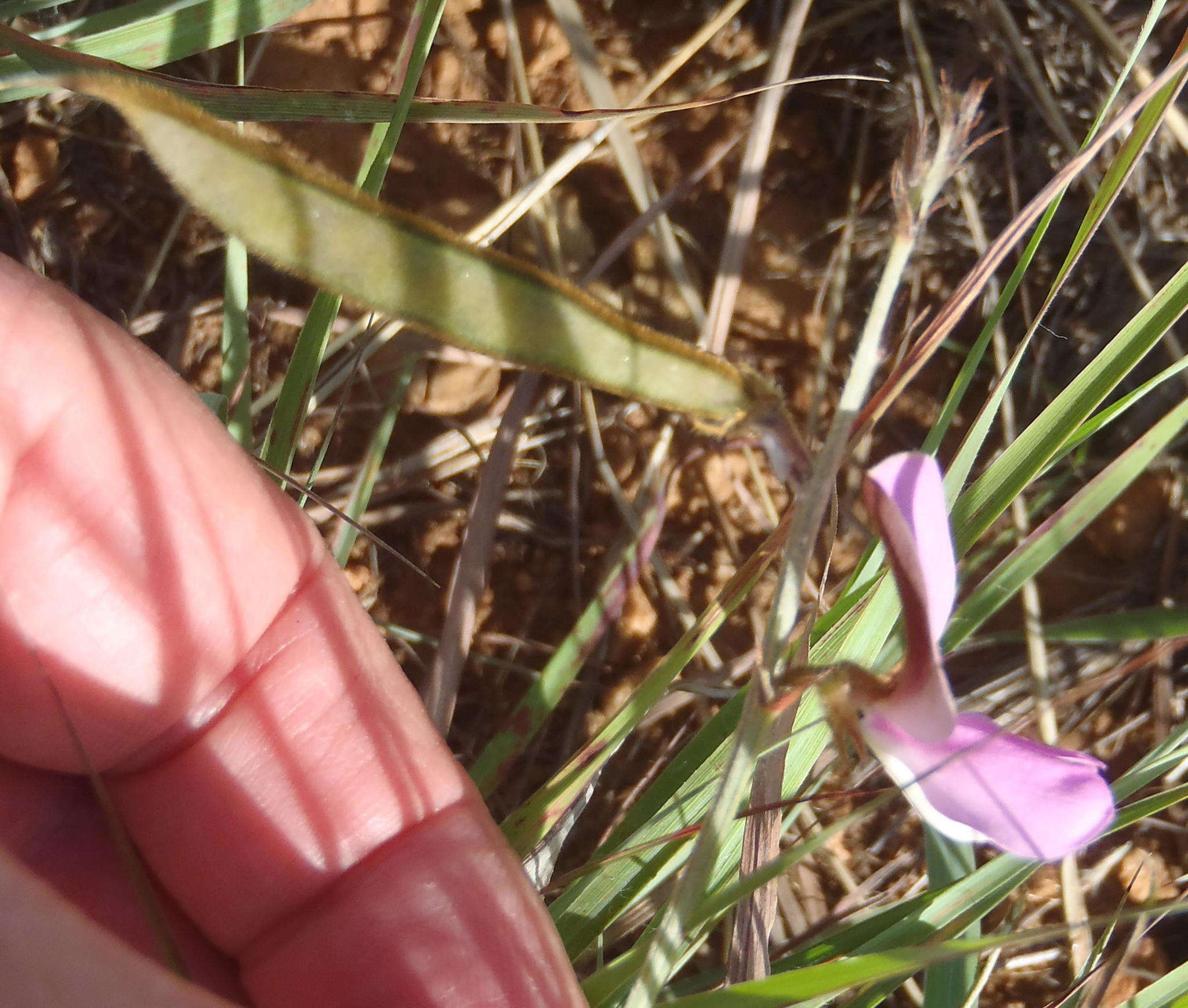 Image of Tephrosia longipes subsp. longipes