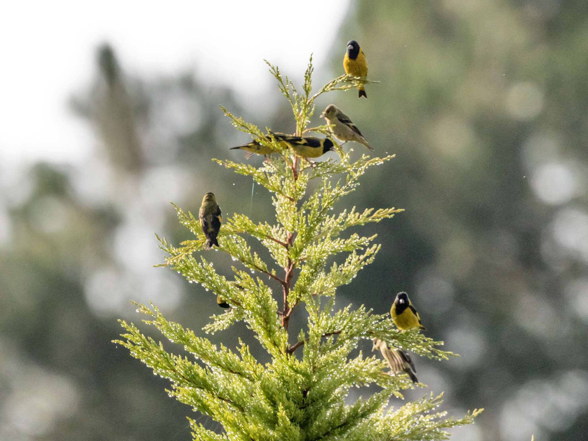 Image of Black-headed Siskin