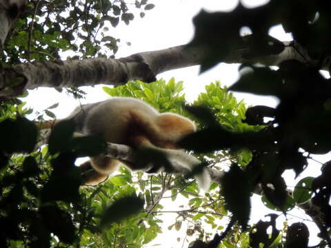 Image of Diadem Sifaka