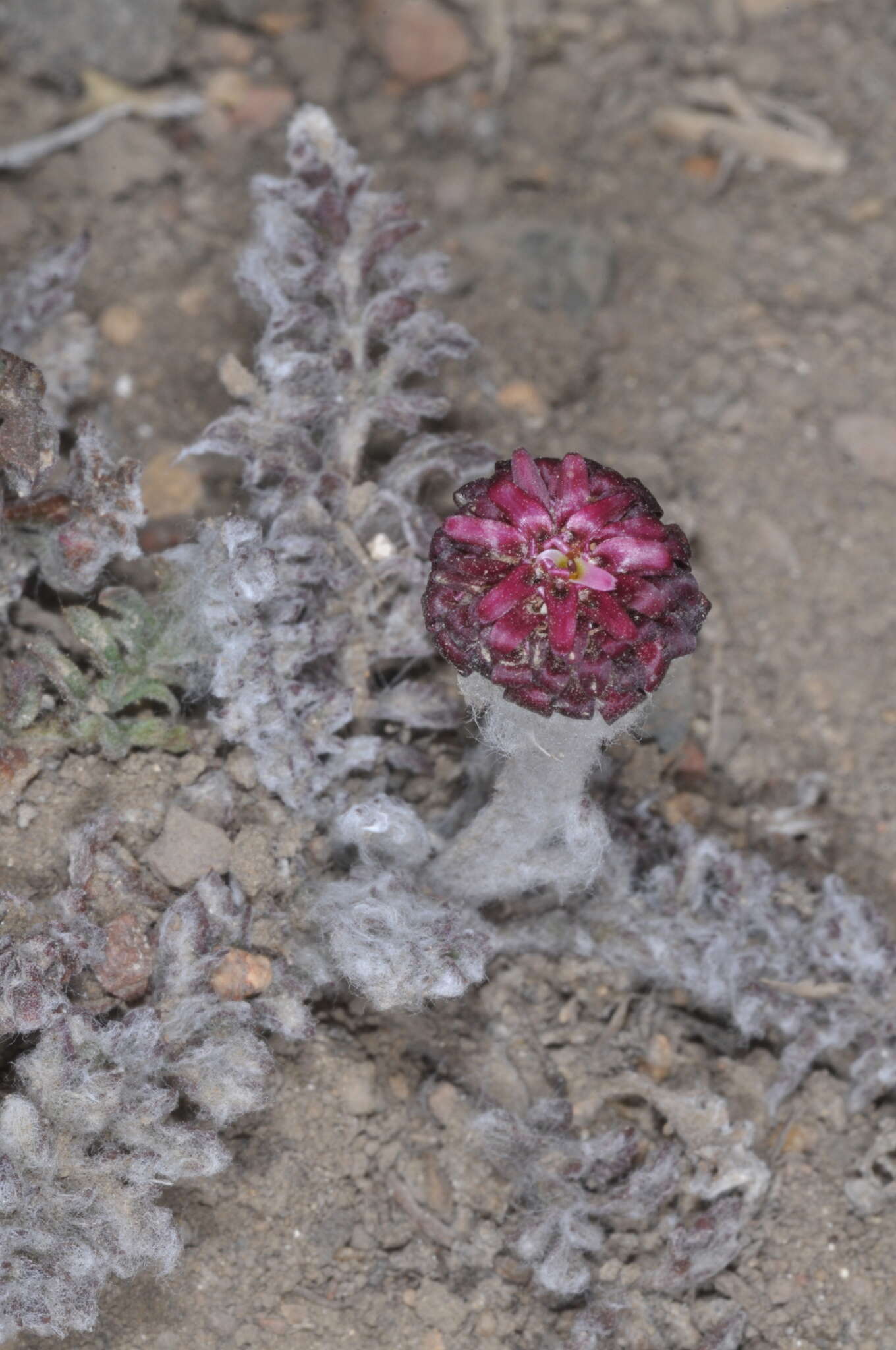 صورة Leucheria purpurea (Vahl) Hook. & Arn.