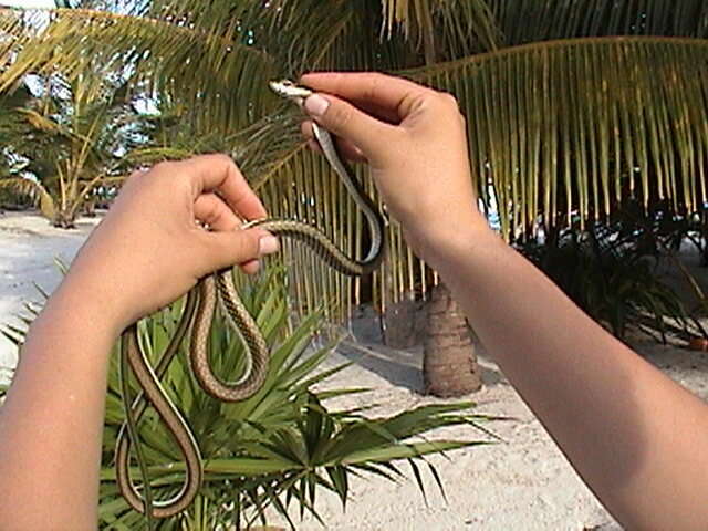 Image of Mexican Parrot Snake