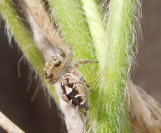 Imagem de Phidippus carolinensis Peckham & Peckham 1909