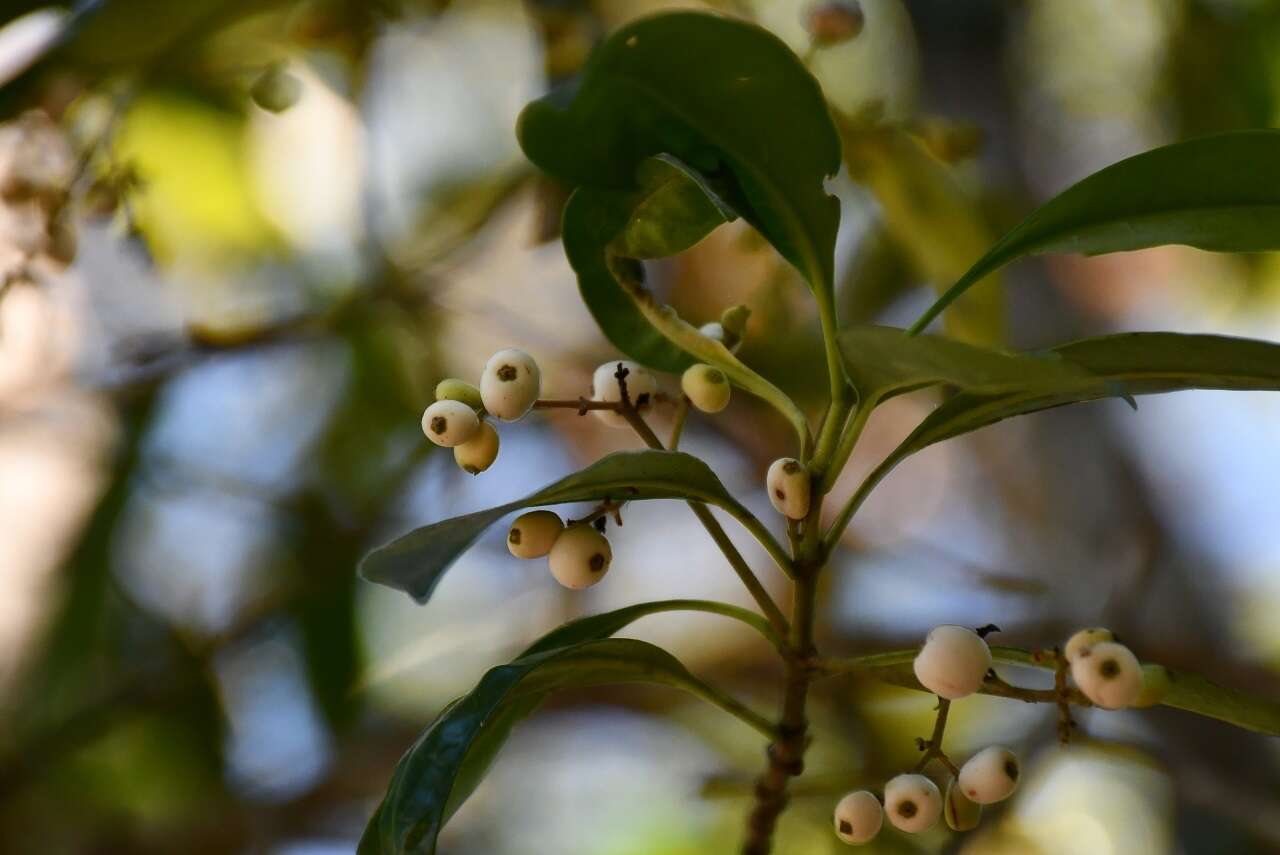 Image of Chiococca filipes Lundell