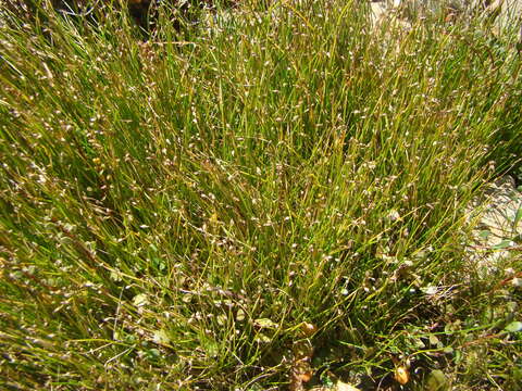 Image of Isolepis cernua var. cernua